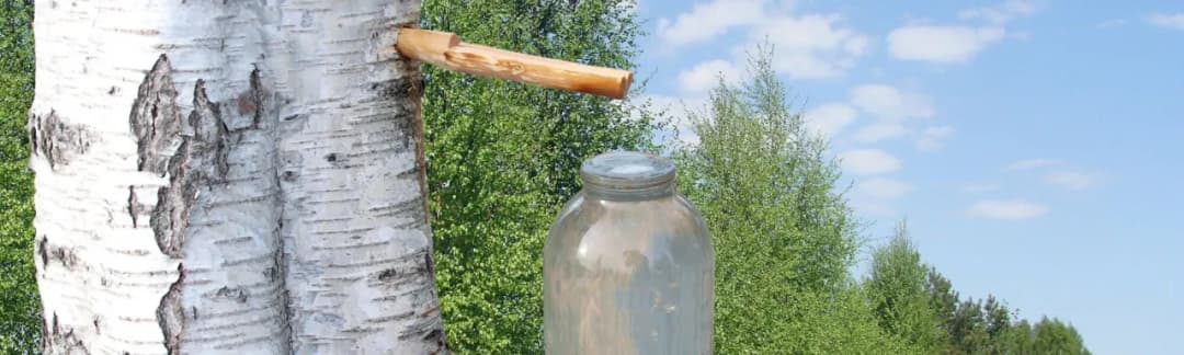 Ile soku z brzozy pić dziennie, aby uniknąć skutków ubocznych?