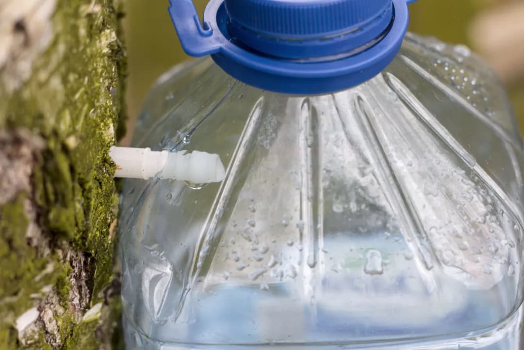 Jak zrobić sok z brzozy na zimę - proste metody i cenne porady