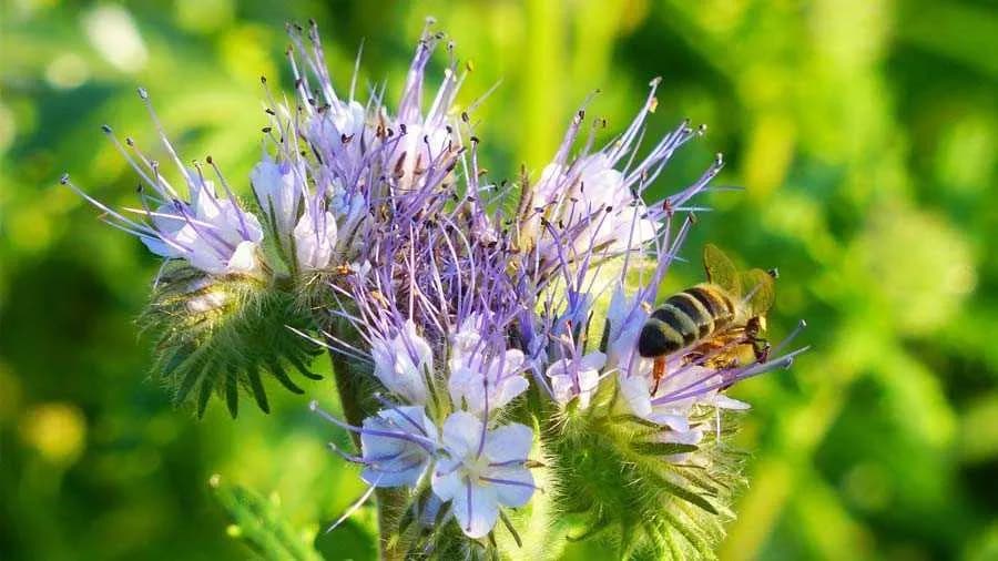Miód faceliowy z czego powstaje? Sekrety facelii błękitnej i jej wpływ na zdrowie
